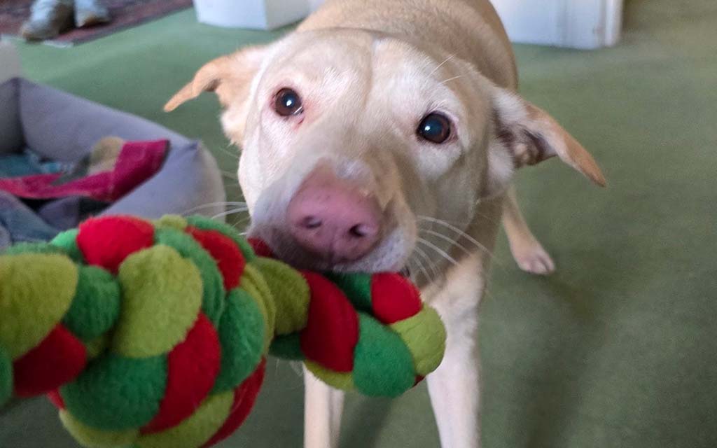 A light-colored dog pulls on a red and green plush rope toy during a game of tug-of-war indoors.