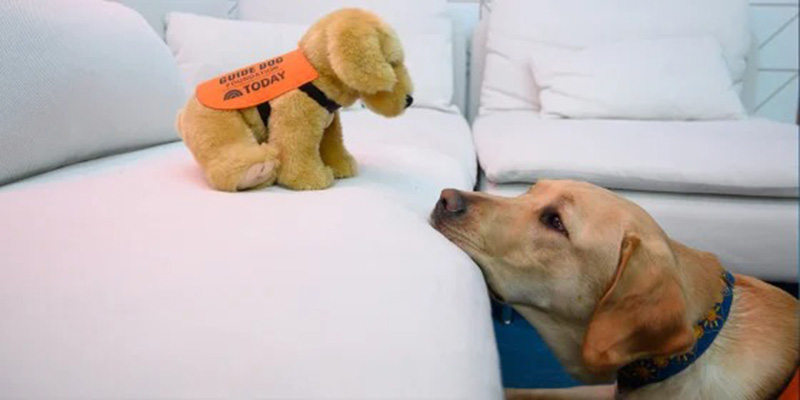 A real Labrador retriever curiously looks up at a small plush guide-dog toy wearing an orange vest on a white sofa.