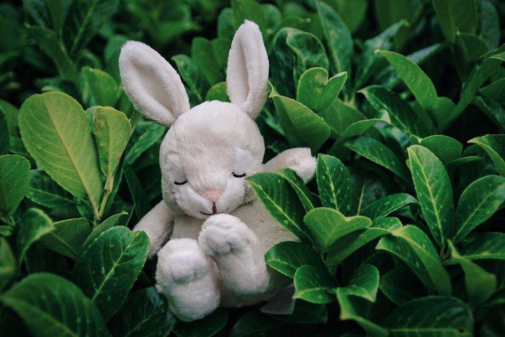 A soft white bunny plush toy sitting peacefully among lush green leaves, with its eyes closed and paws together.