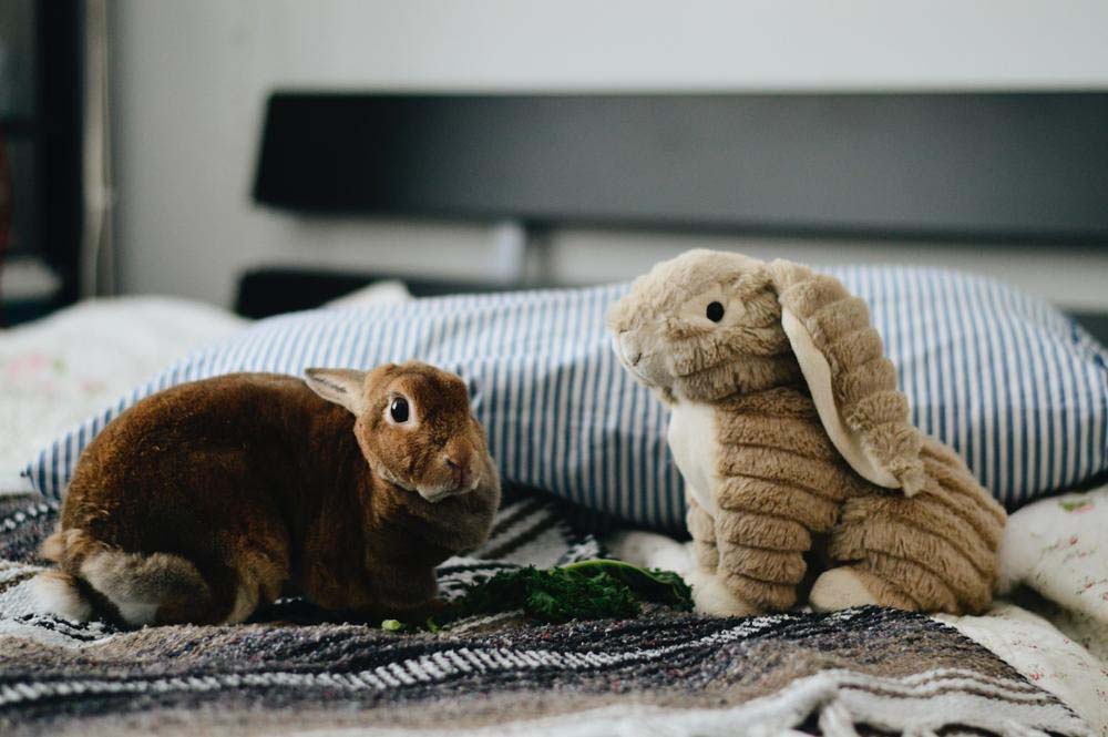 A real brown rabbit sitting on a bed next to a soft plush bunny toy, with pillows in the background and leafy greens in front of them.