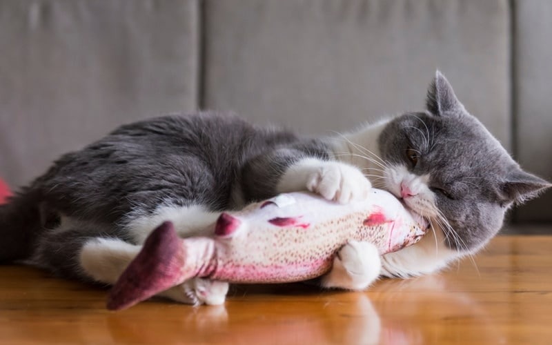 A gray and white cat lying on the floor while gripping and biting a realistic plush fish toy with its paws.