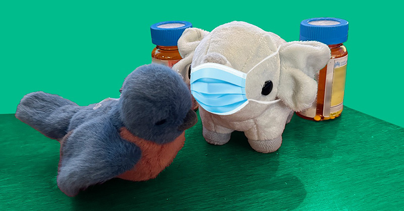 Two plush toys, including a small elephant wearing a protective face mask, displayed with medicine bottles to represent a health care or medical awareness theme.