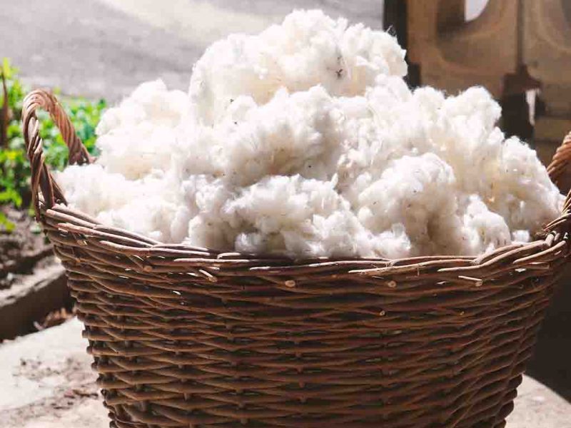 Cotton Filling