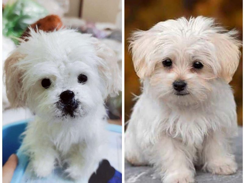 Side-by-side comparison showing a real white puppy on the right and a custom plush replica of the puppy on the left.