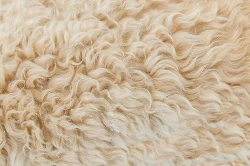 Close-up of beige sherpa fabric showing soft curly fibers that mimic natural wool texture.